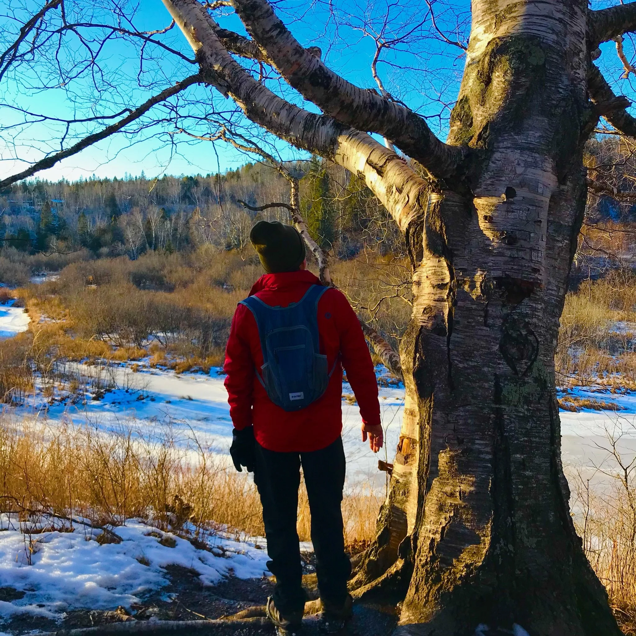 A person standing near a large bald tree with snow and a river in the background.