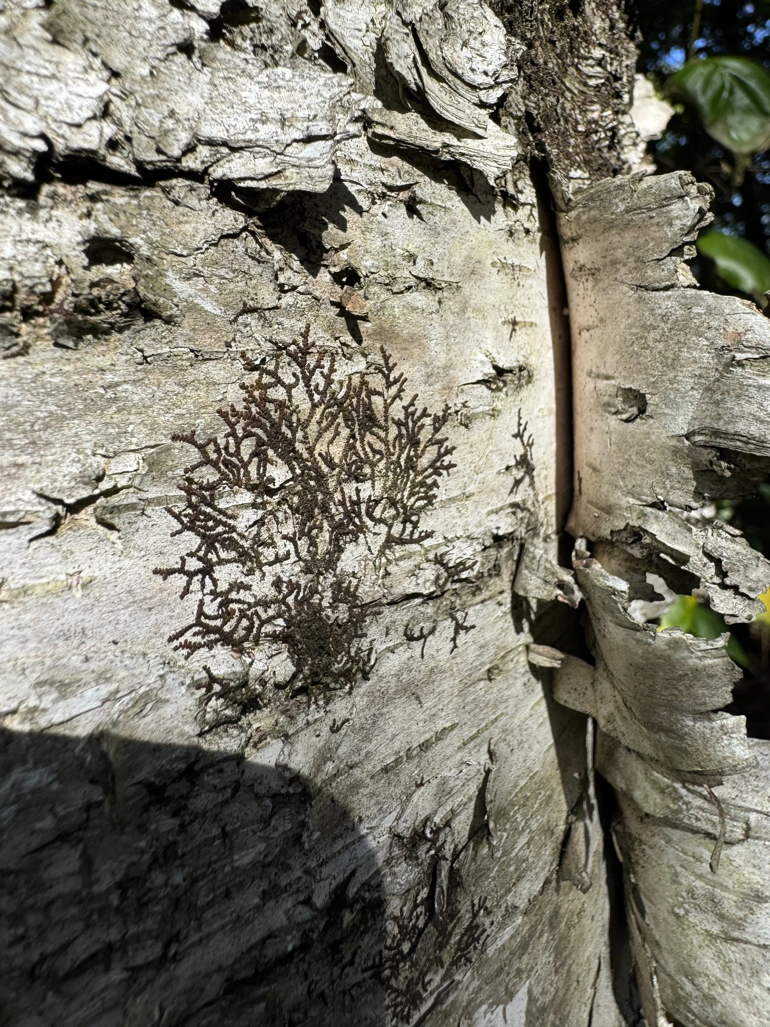 IMG_0273 Barbara Miron.jpeg