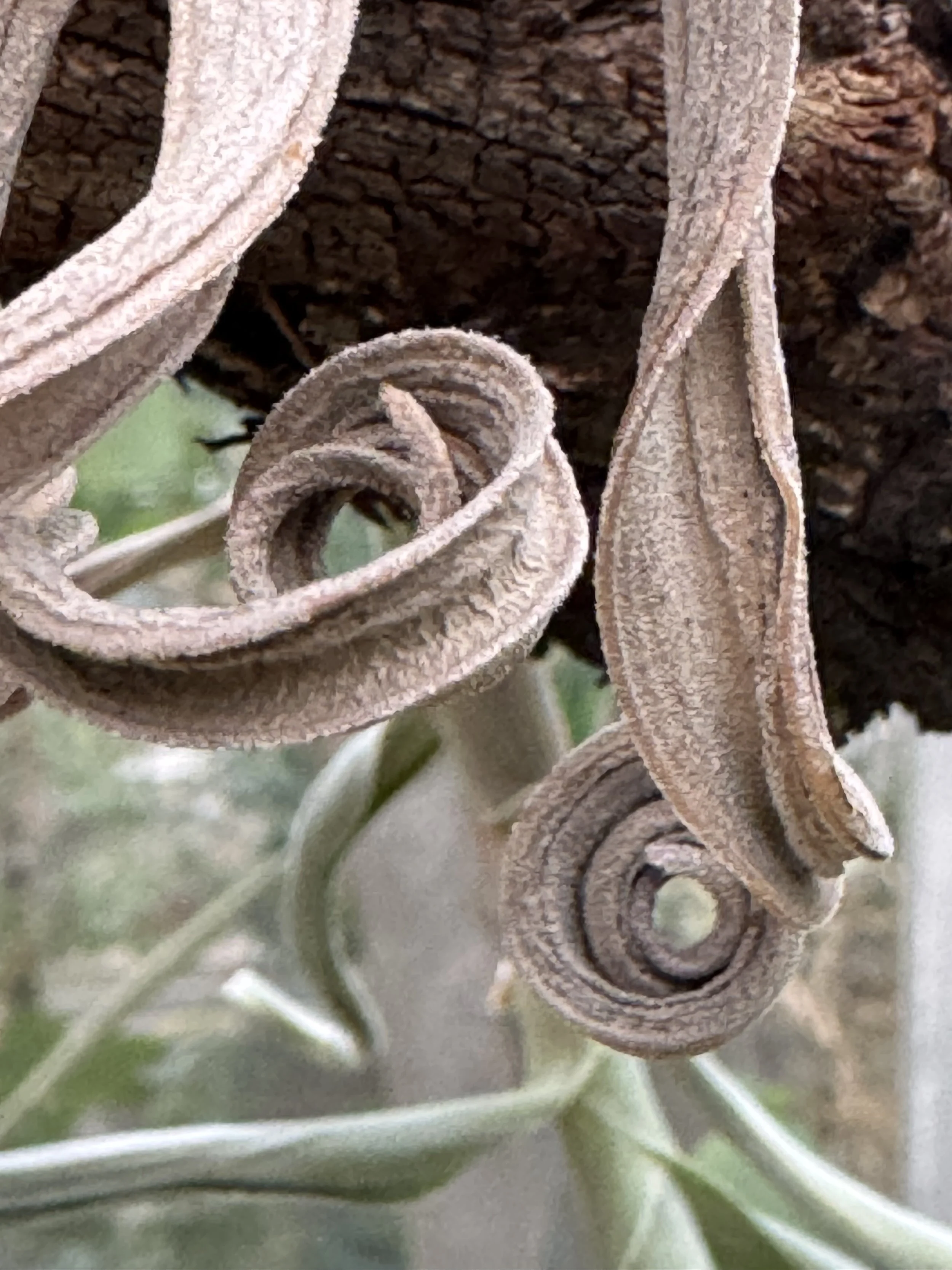 Close-up of curly, dried seed pods on a tree bark.