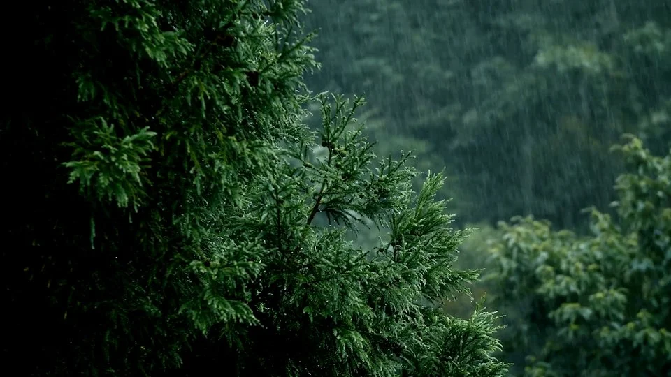 SpiritBear-Cannabis-RainForest.jpg