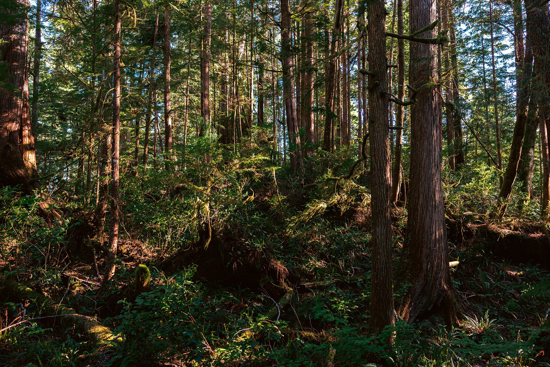 Tofino Ripper - Location 4.jpg