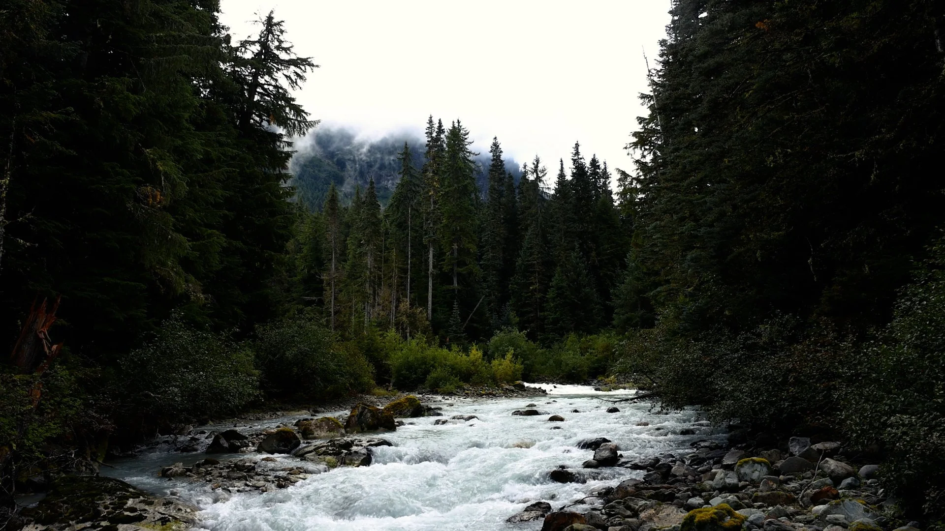 Spirit-Bear-Our-Roots.jpg