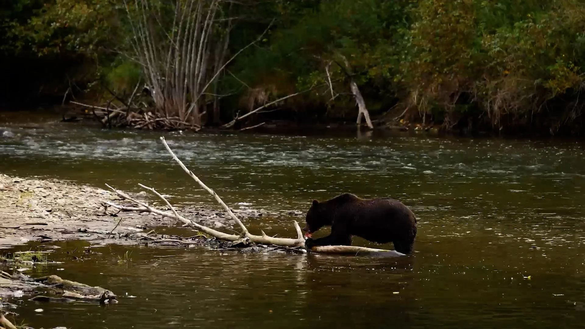Spirit-Bear-Explore-The-Rainforest.jpg