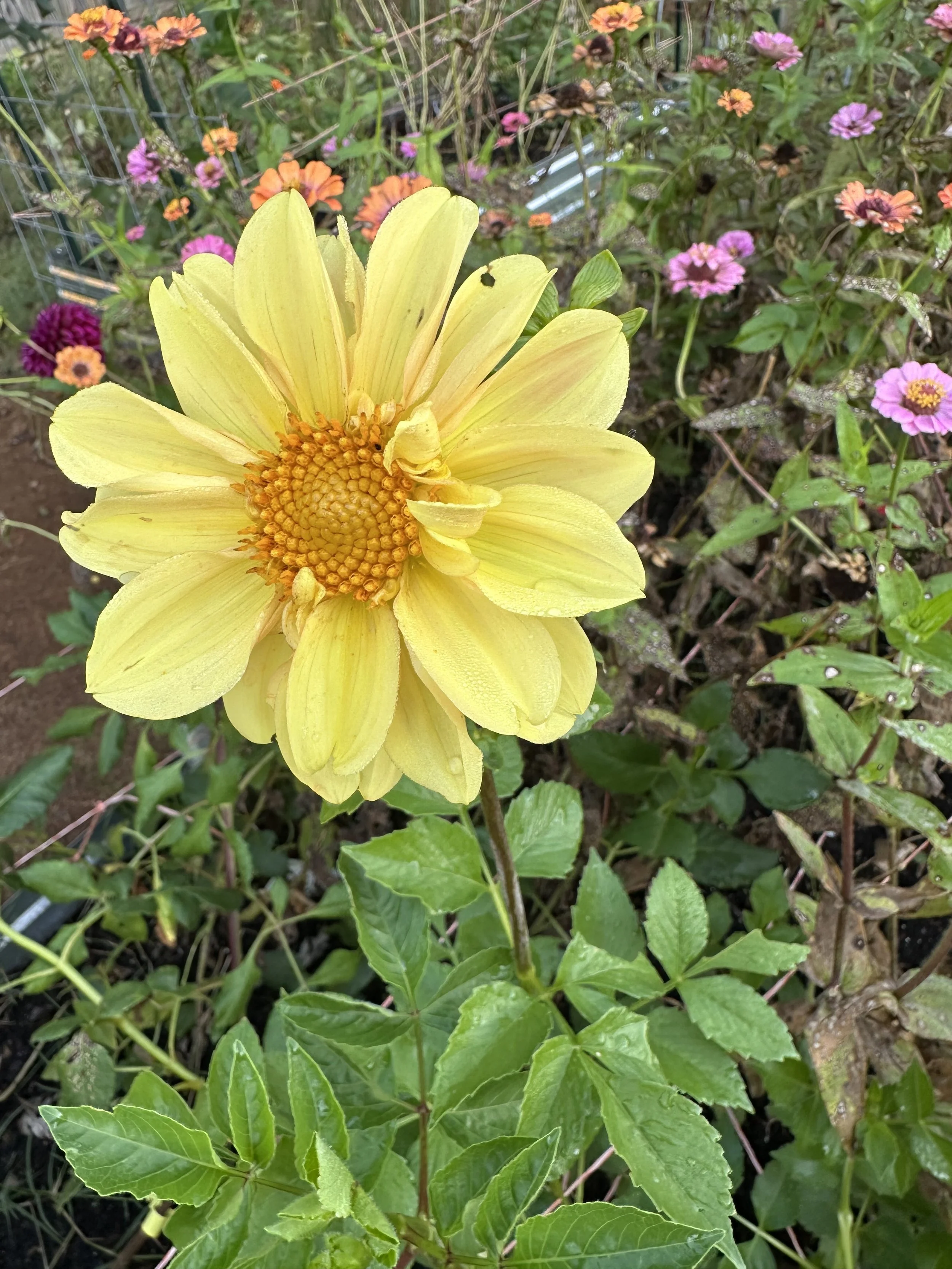 Mixed Parent Dahlia Seeds (25 seeds)