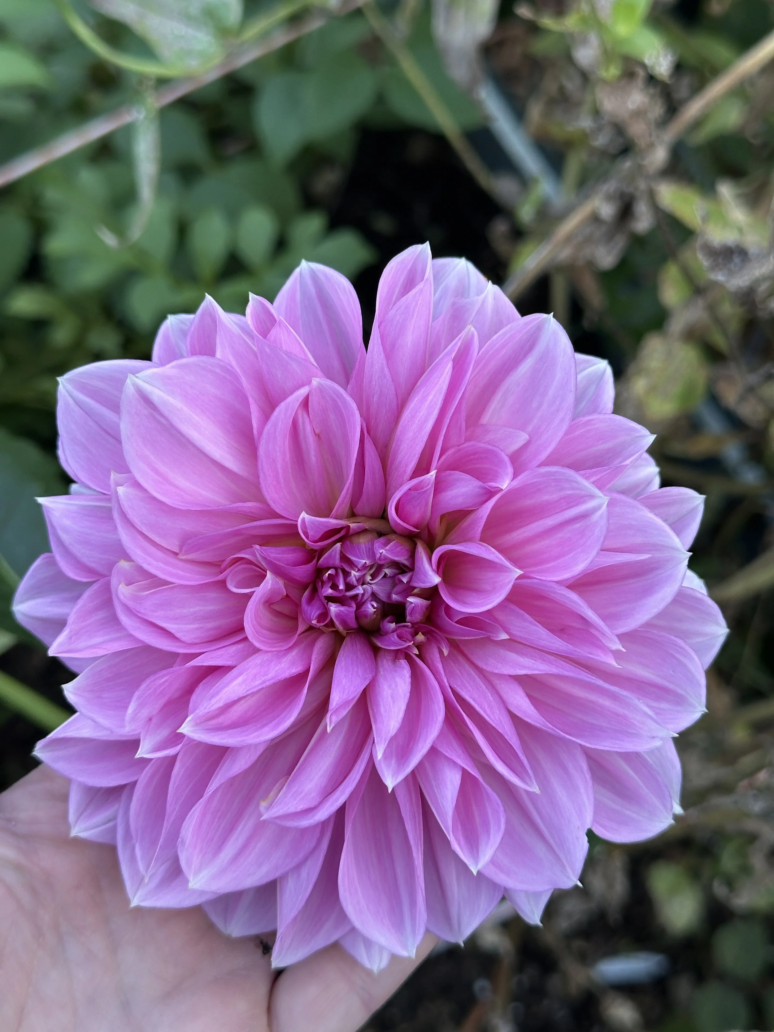 Lavender Perfection