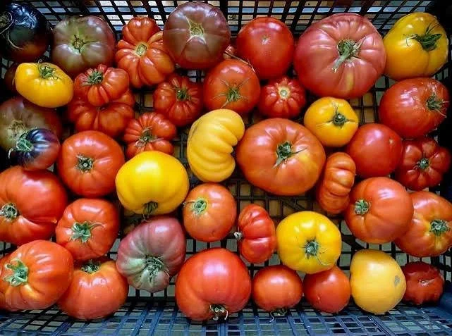 2026 Terrific Tomato Contest