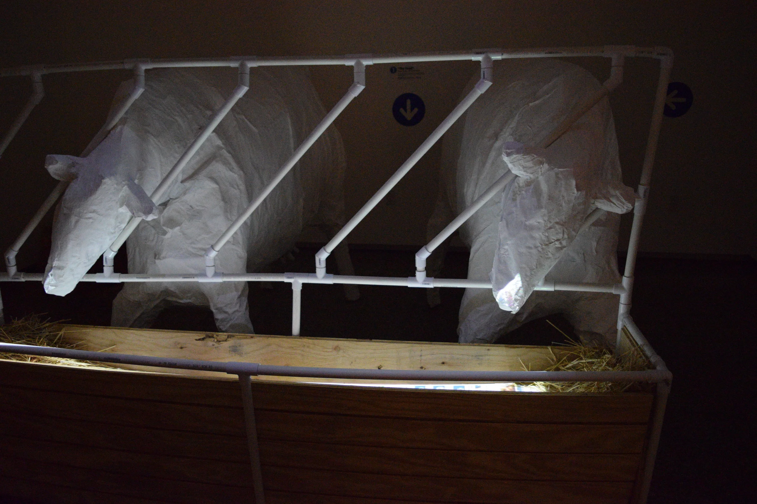   The Feed  Paper mache, PVC pipe, wood, hay, video projection 8' x 5' x 8' 