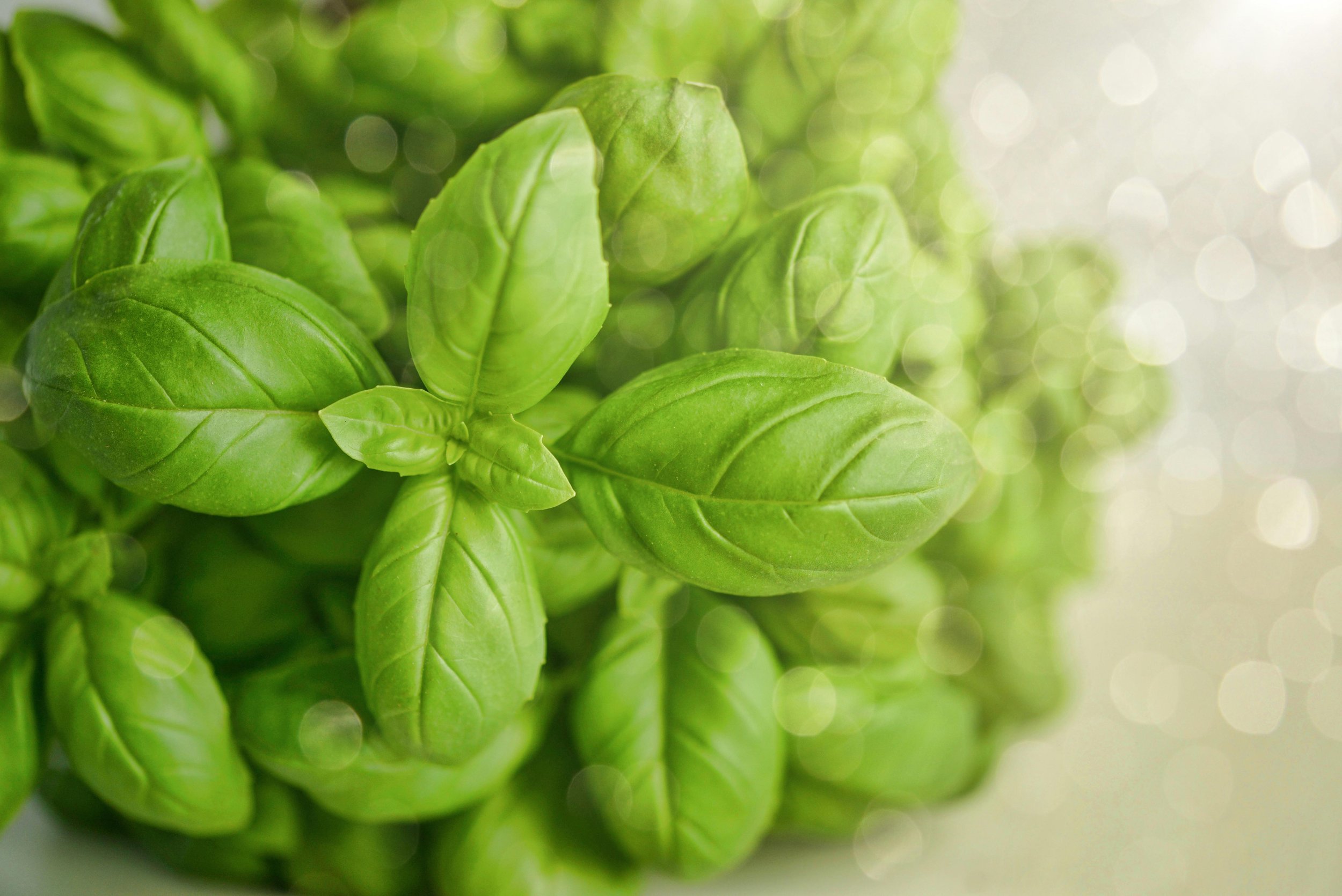 Basil Essential Oil