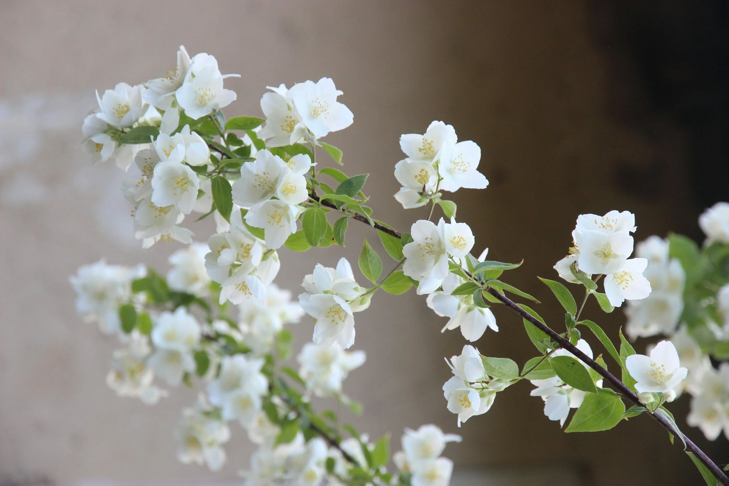 Jasmine Oil: The Scent That Changes Everything