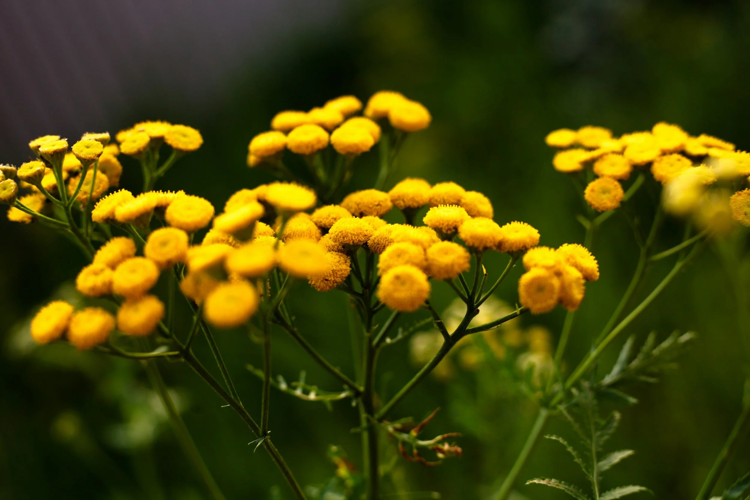 Functional Skincare: Bakuchiol and Blue Tansy for Anti-Inflammatory Skin Solutions 