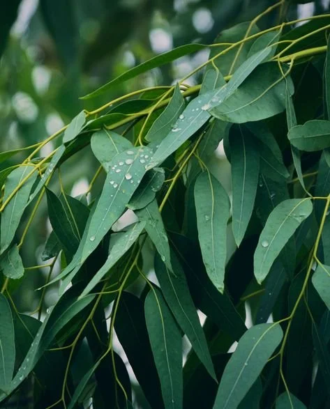 Eucalyptus (globulus) Essential Oil