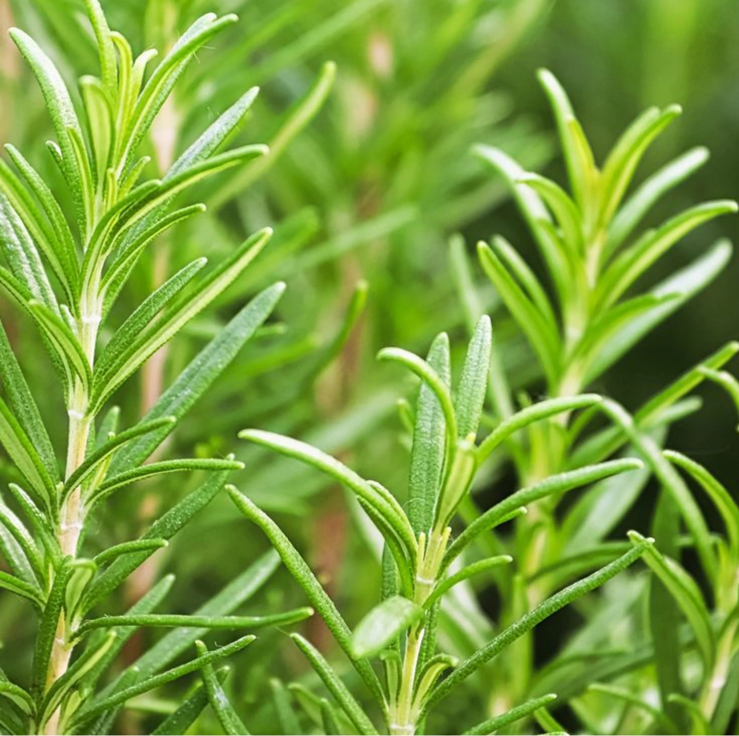 Rosemary Essential Oil