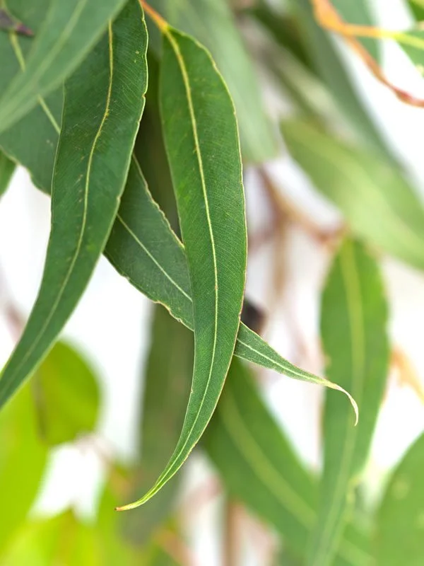 Lemon Eucalyptus Essential Oil