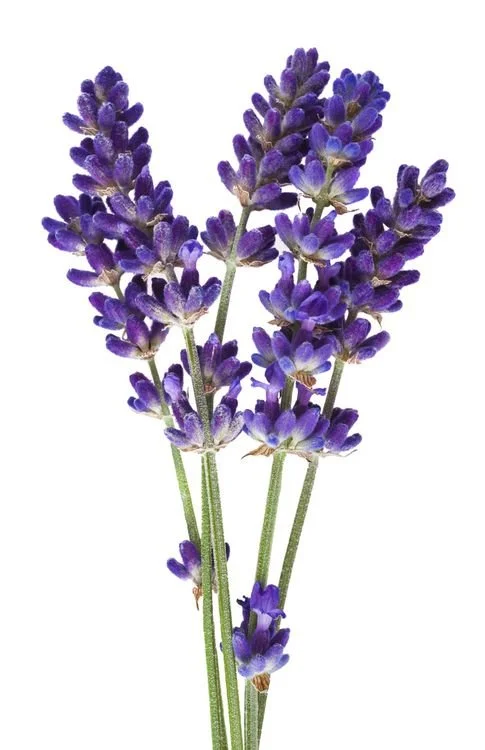 Lavender (Bulgarian) Essential Oil