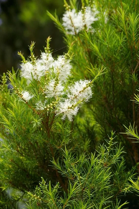 Tea Tree Essential Oil