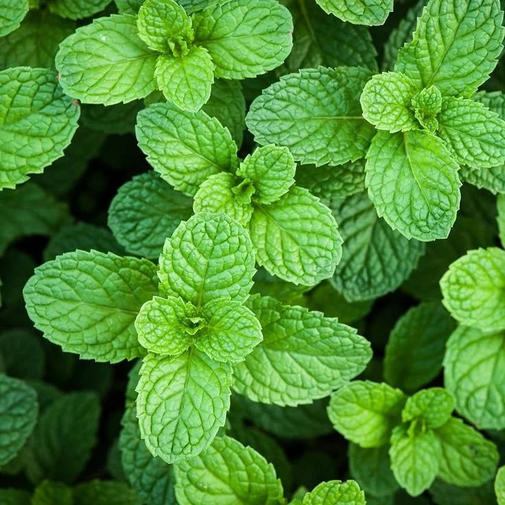 Peppermint Essential Oil