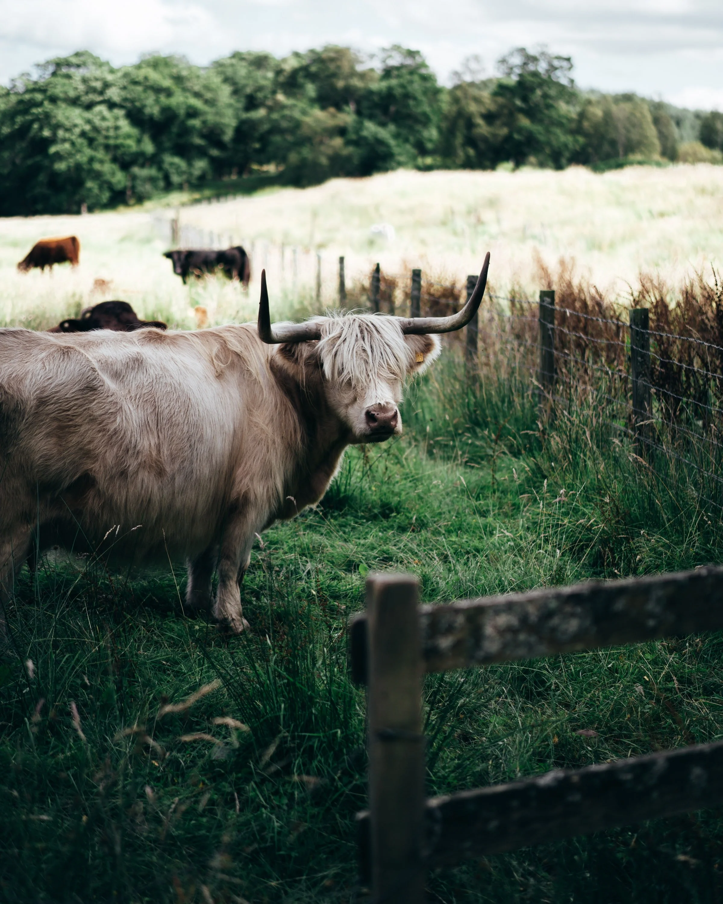 A Highland cow standing in a grassy field with other cows in the background, enclosed by a wooden and wire fence.