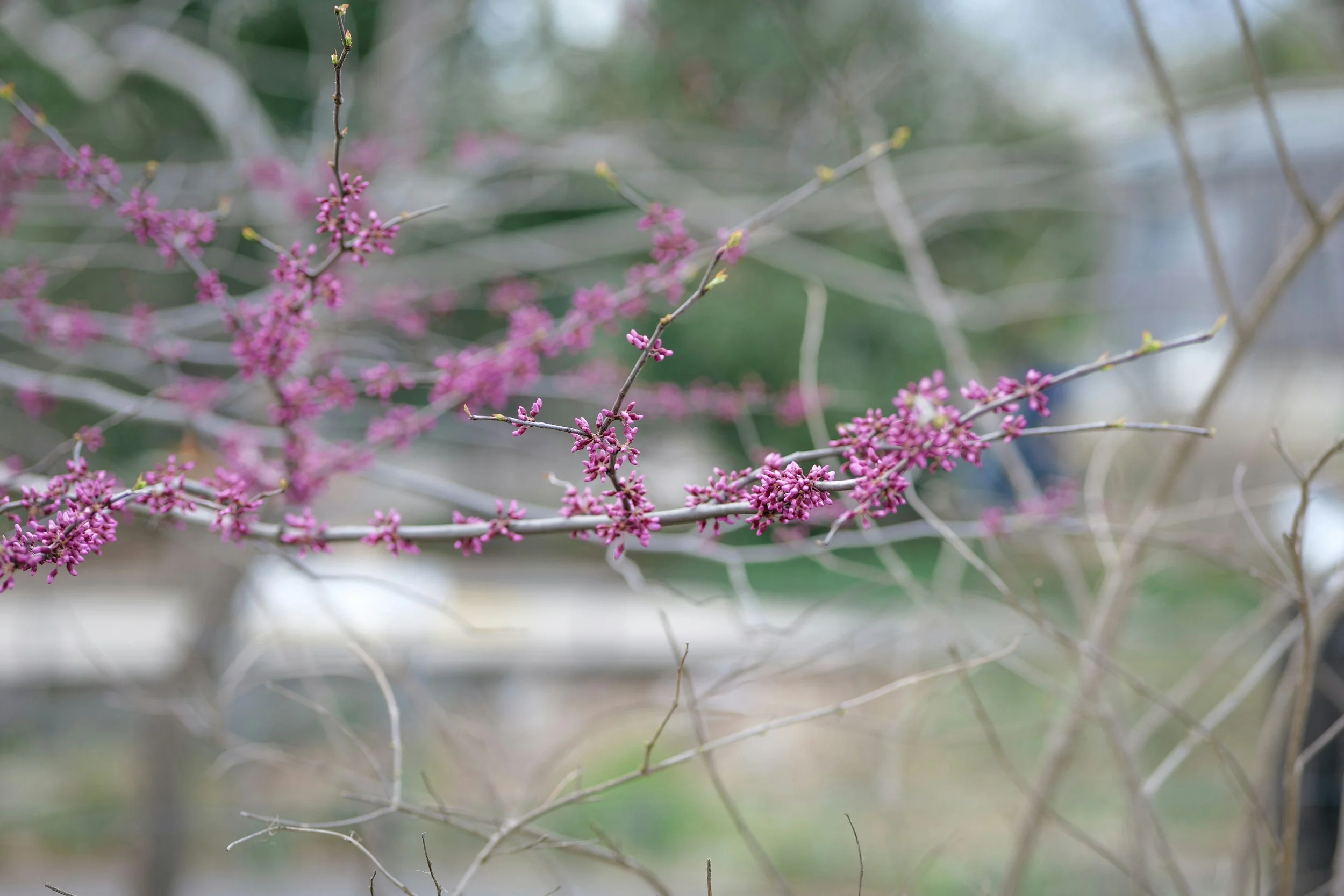 Naming What Wants to Grow | A Naming Fundamentals Workshop