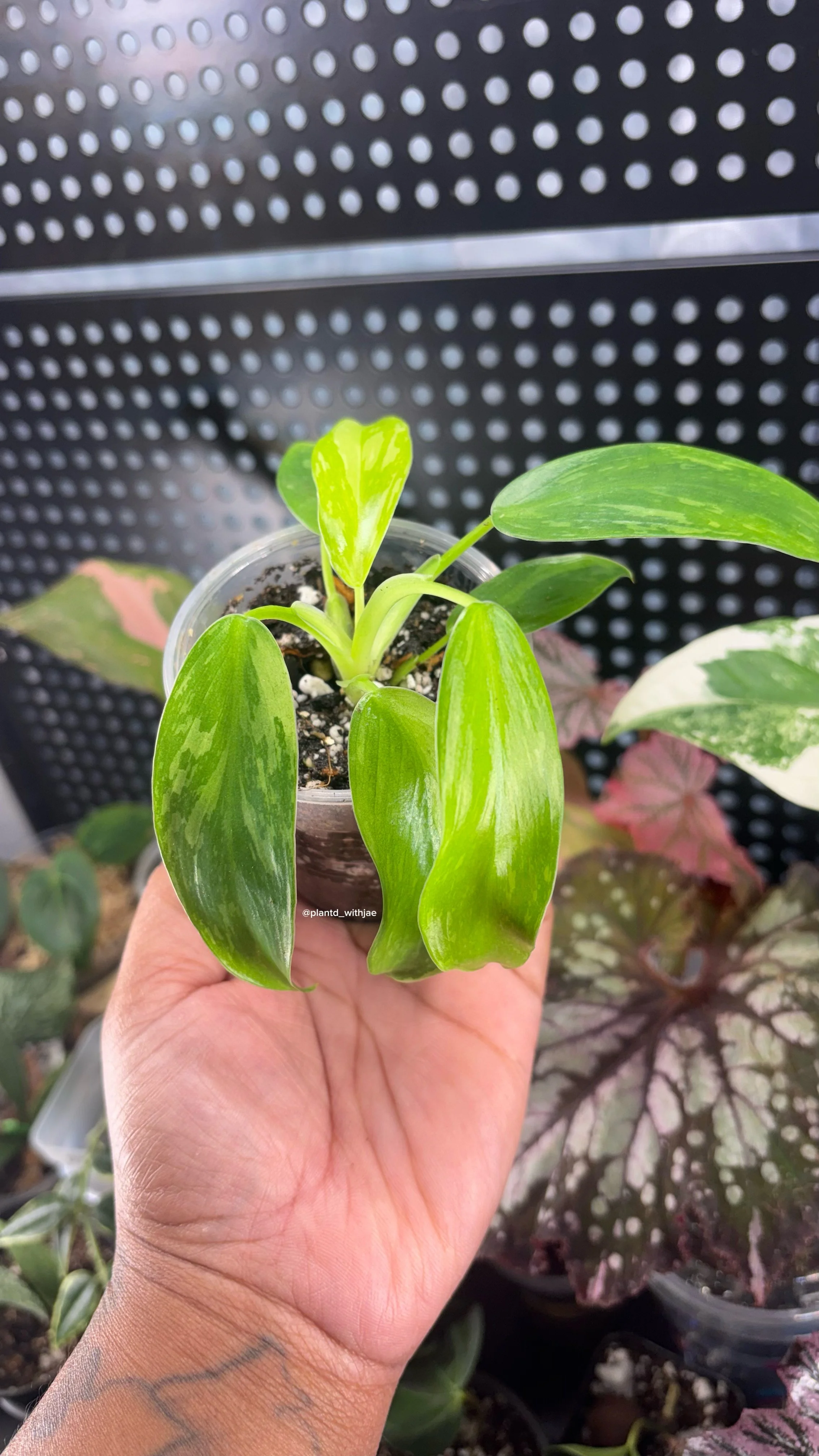 Philodendron Jose Bueno