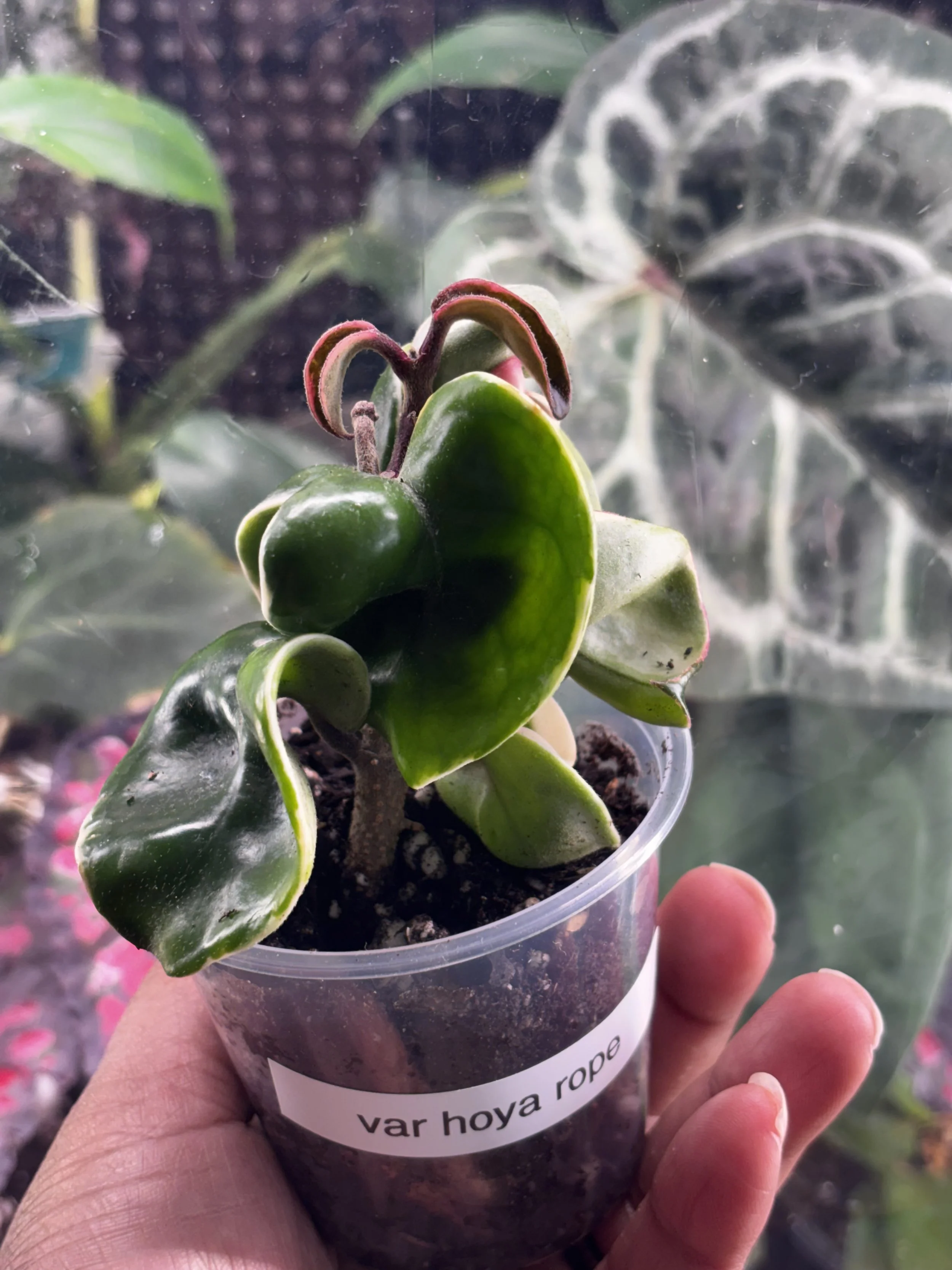 Variegated Hoya Hindu Rope