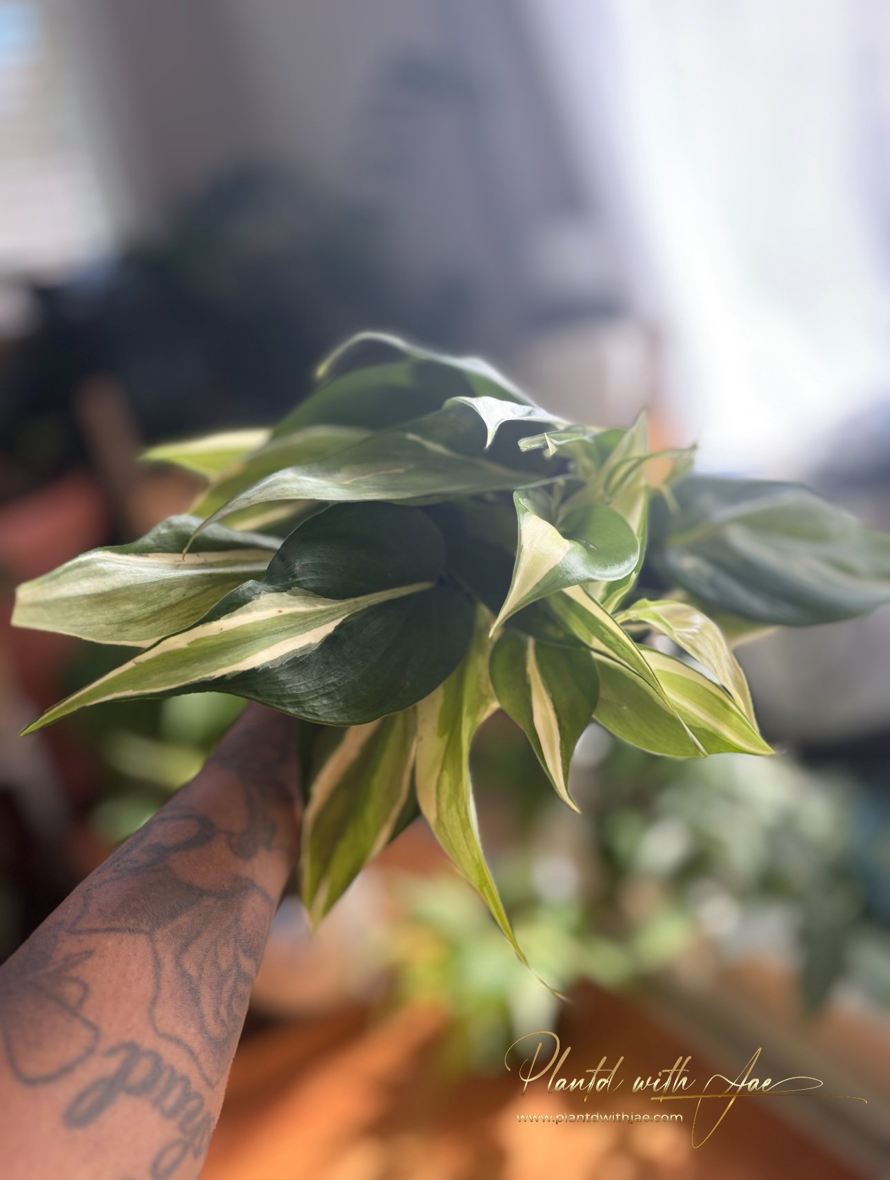 IMG_1412.jpeg