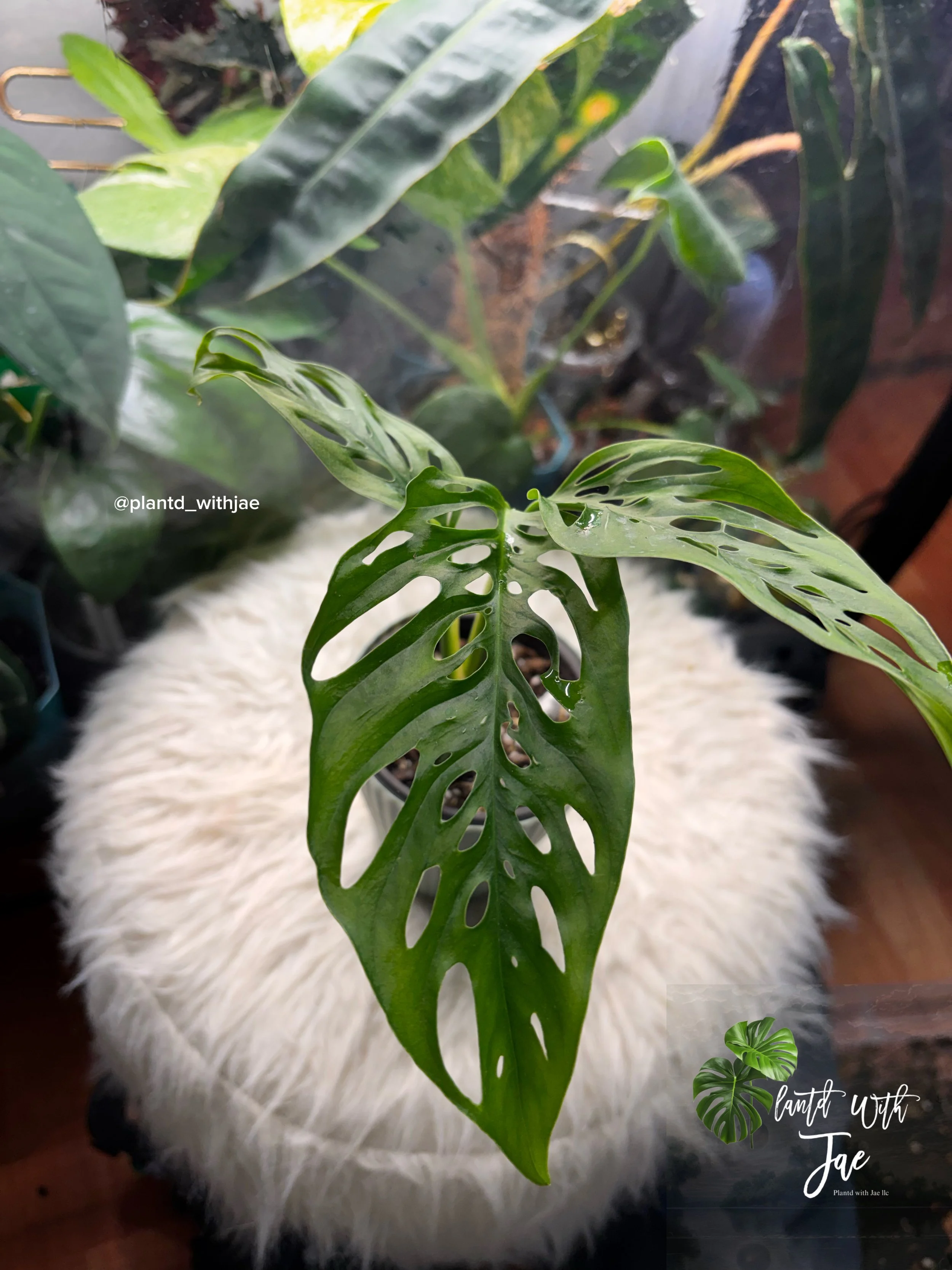 copy_DE3EFE2A-442C-4958-B1A6-FA0459C49641.jpeg