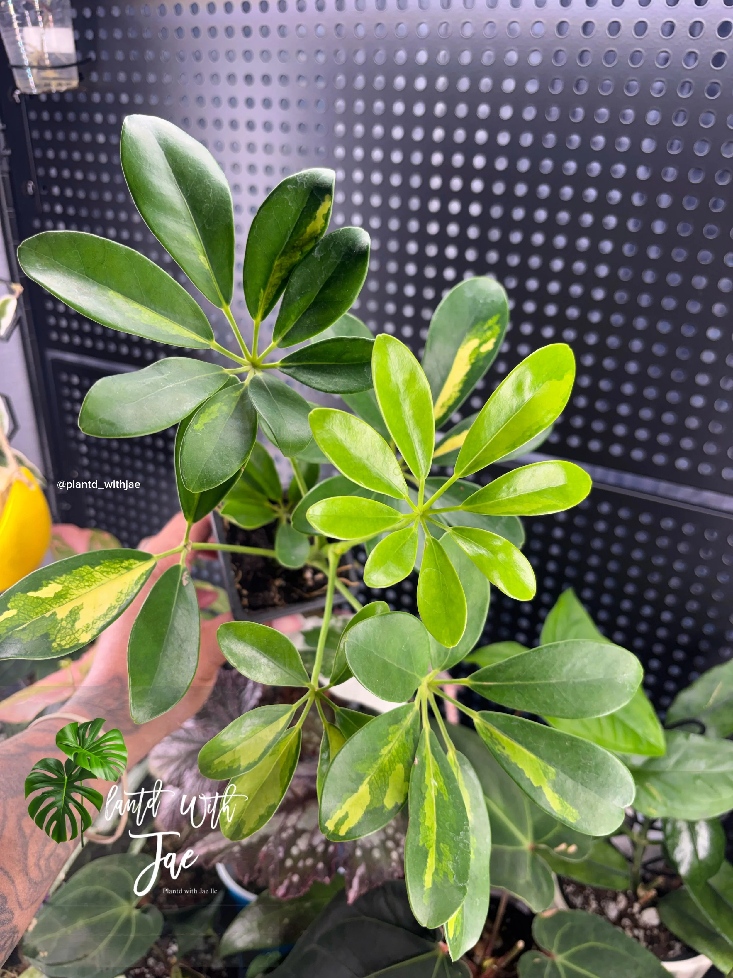 Variegated Schefflera