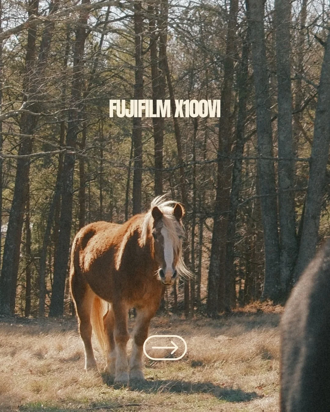 I have been asked what new camera I got- the #fujifilmx100vi and I LOVE IT! Swipe to see the settings I used for this look. By far my fave preset and my favorite thing about this camera is that you can adjust the settings so your photos look edited s