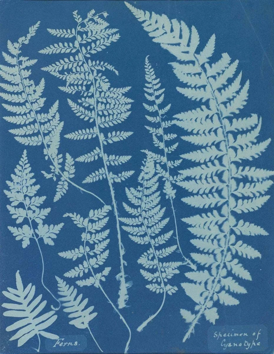 Botanical Blueprints: The Pioneering Heritage of Anna Atkins
