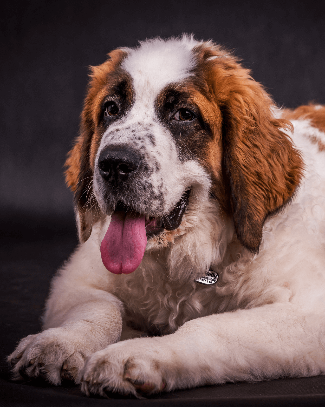 Saint Bernard Dog Breed