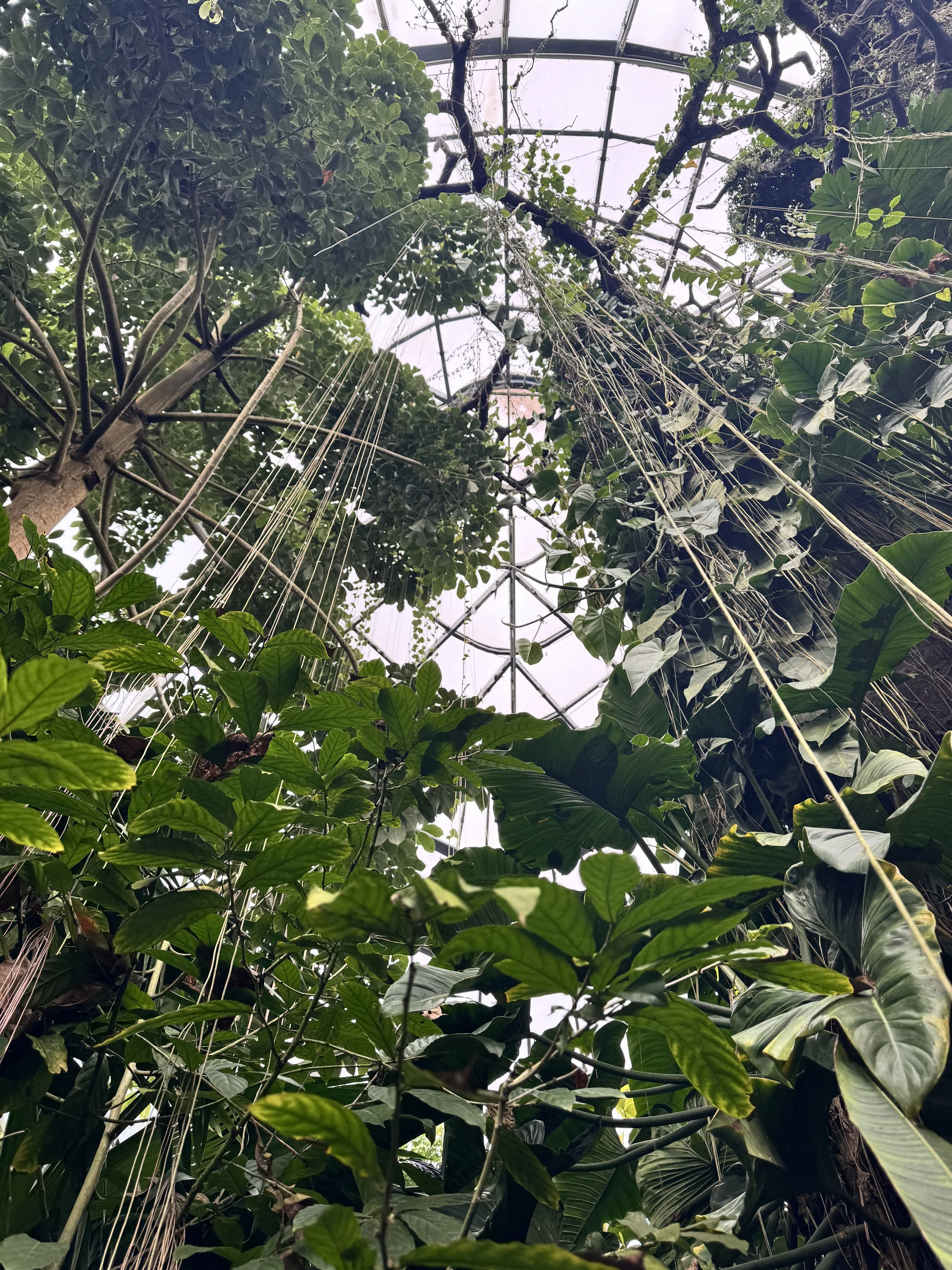 Looking up at the inside of a glass-domed conservatory filled with lush green tropical plants and vines.