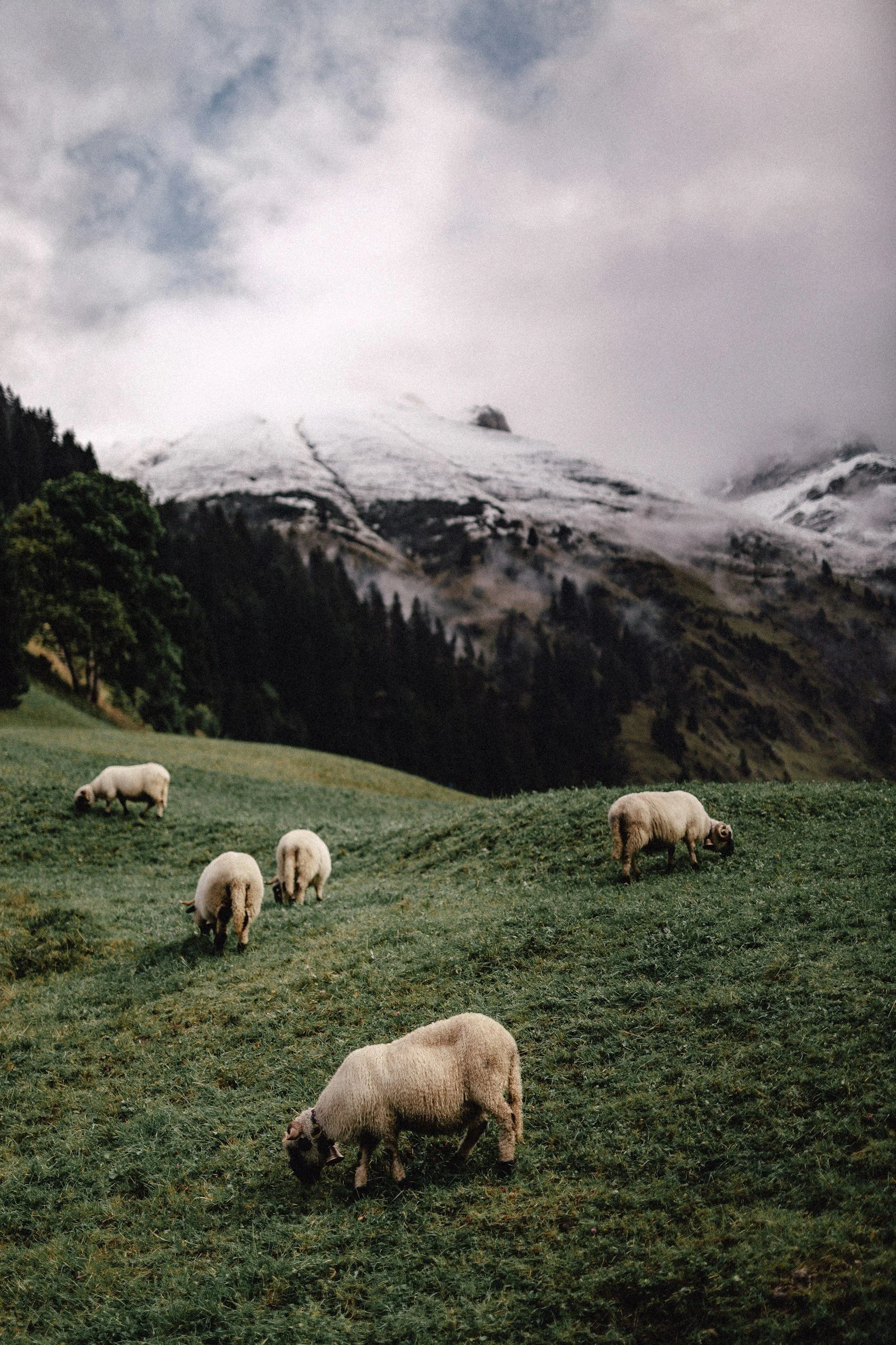 Psalm 23