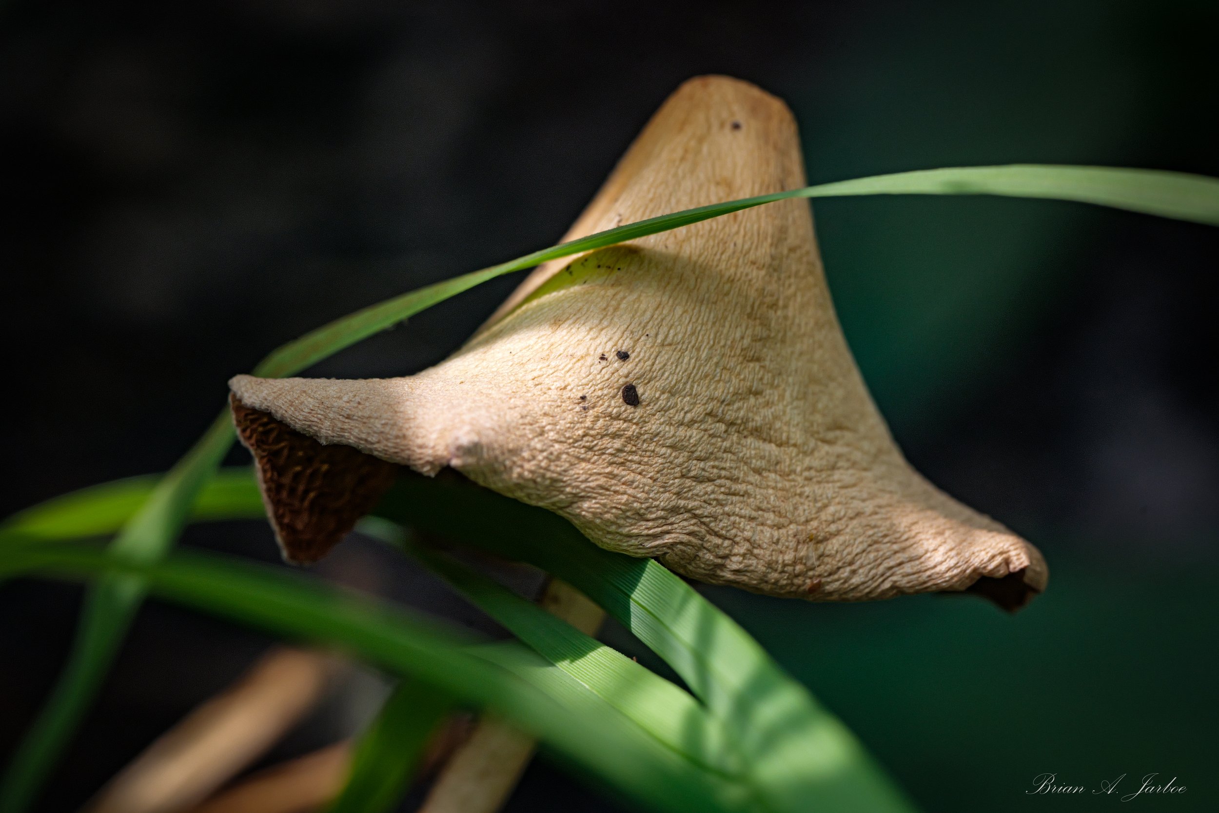 Mushroom Cap