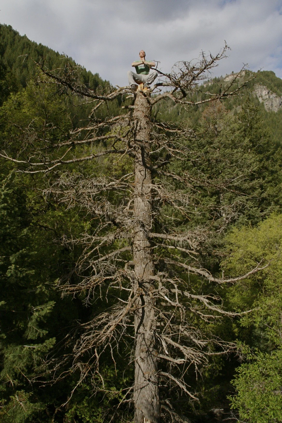Dan up a tree...for a change.jpg