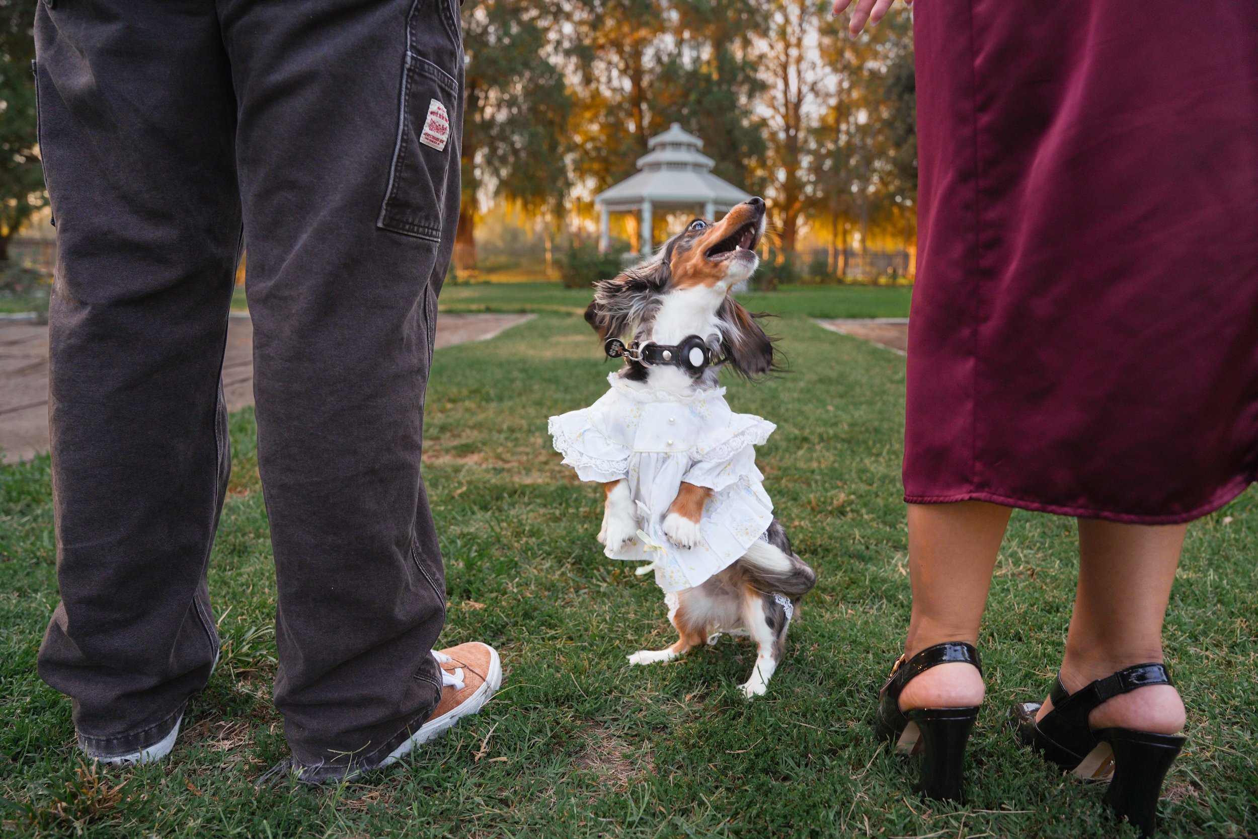 Newly engaged couple celebrating their Fairmount Park proposal with their dachshund in Riverside, California.