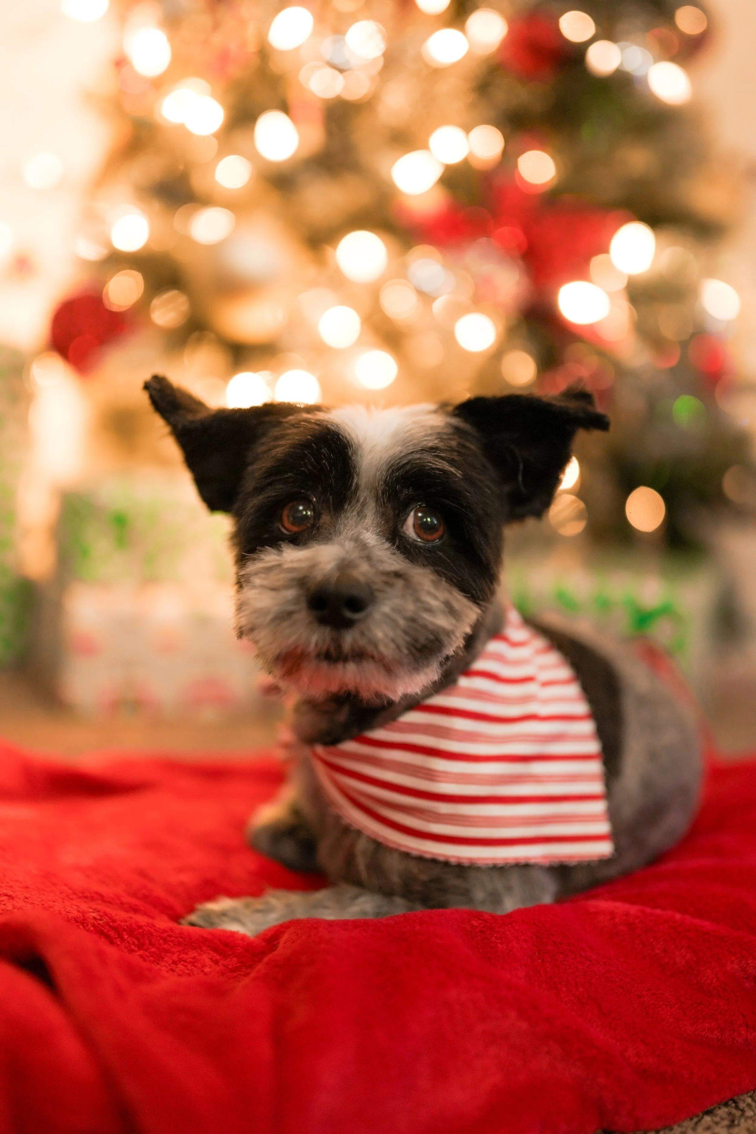 Holiday pet photography session in Riverside with festive decorations