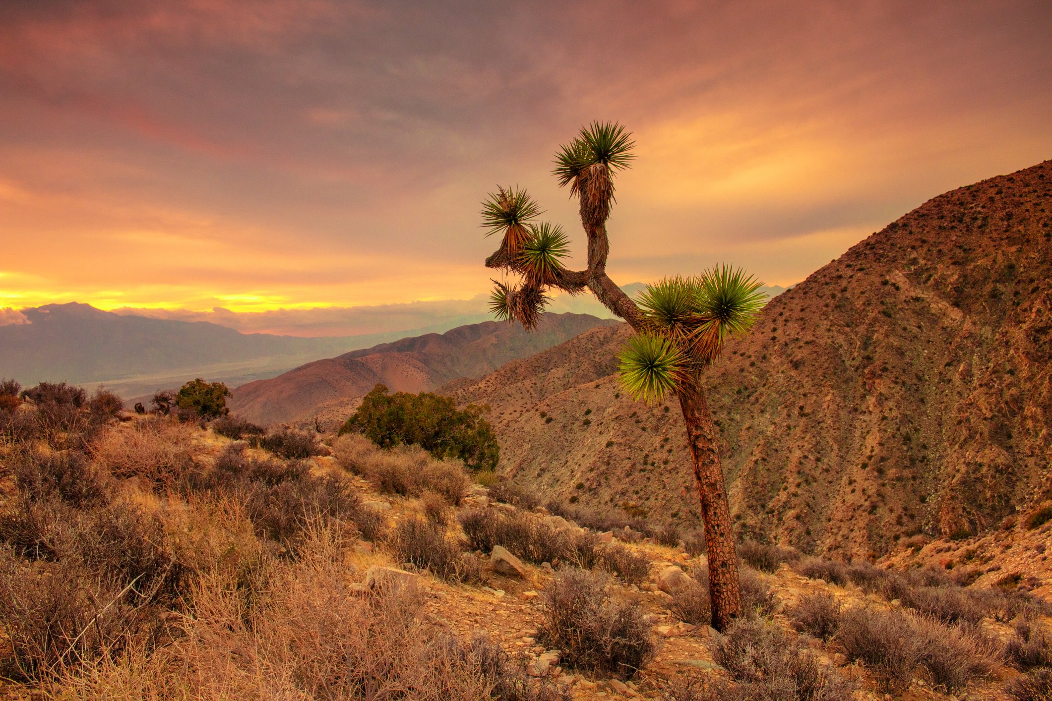 Golden hour light casting warm tones over the high desert landscape in Joshua Tree, with scattered Joshua trees, boulders, and a glowing sky—perfect backdrop for a sunset photo session. Book your Joshua Tree milestone or couples shoot today.