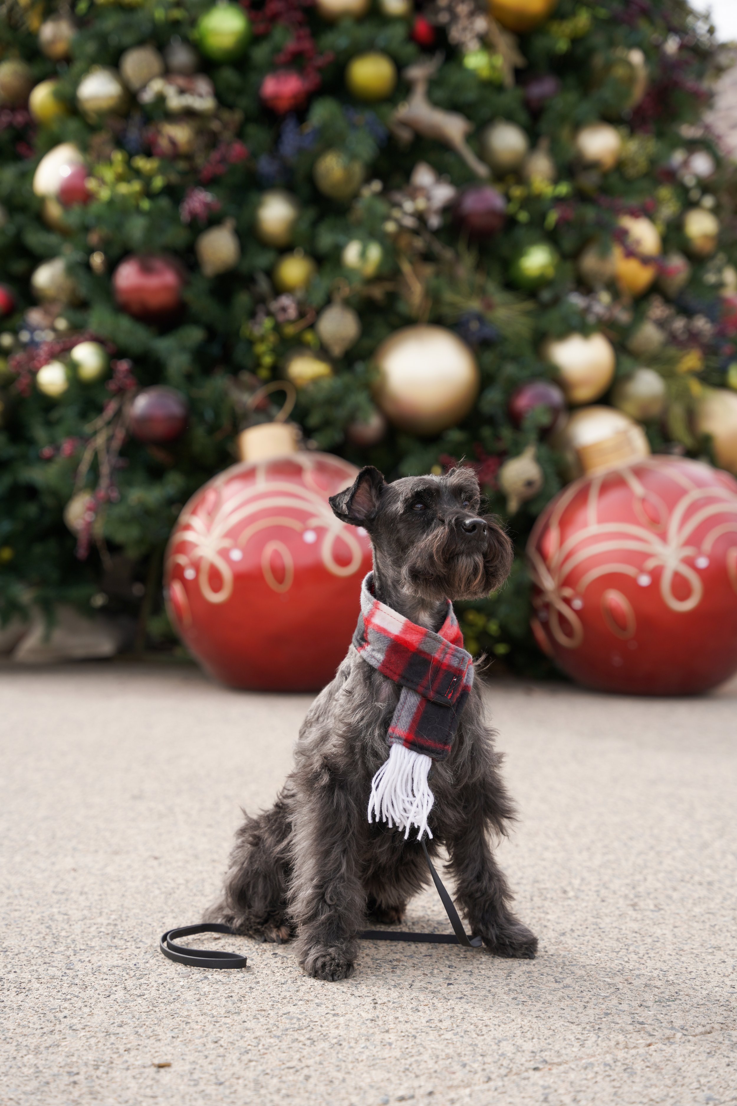Holiday photos in Temecula aren’t complete without your fur babies! This festive family session captured the love, laughter, and paw prints that make the season unforgettable—because pets are family too.