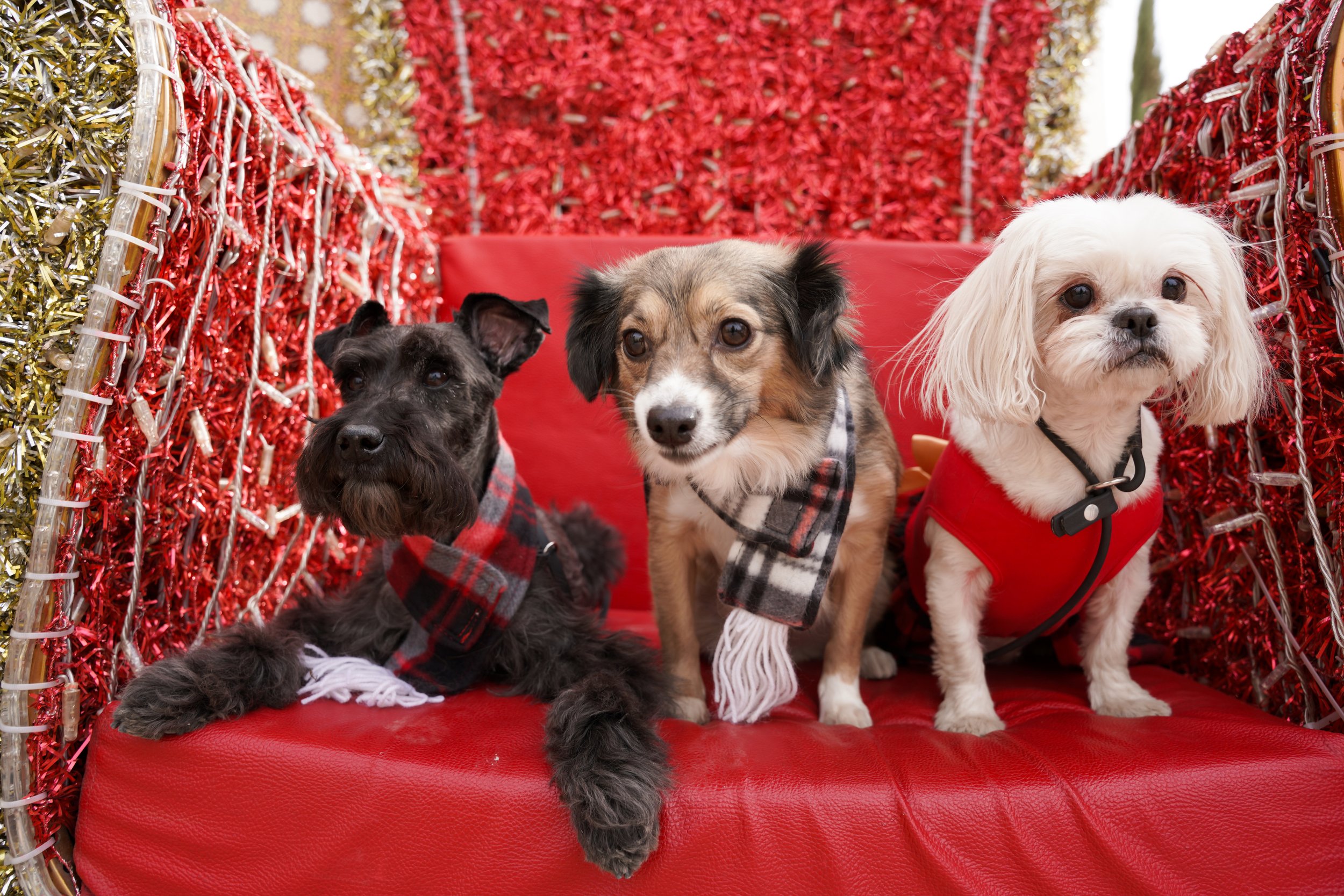 Holiday photos in Temecula aren’t complete without your fur babies! This festive family session captured the love, laughter, and paw prints that make the season unforgettable—because pets are family too.