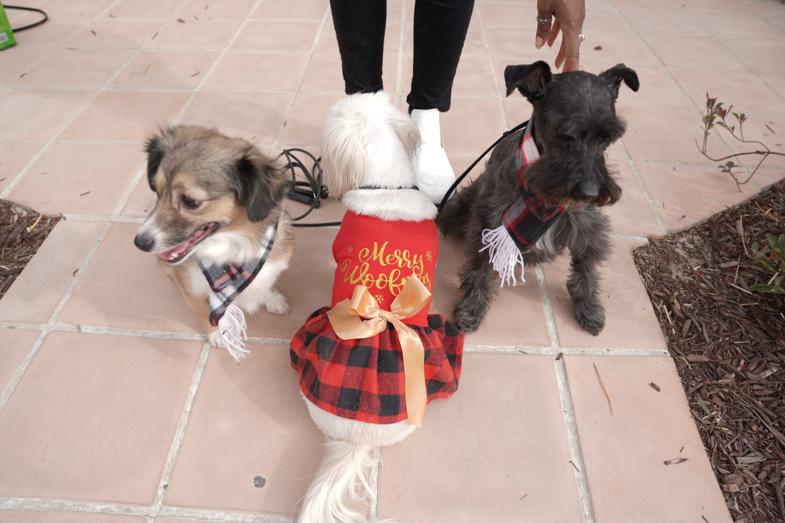 Holiday photos in Temecula aren’t complete without your fur babies! This festive family session captured the love, laughter, and paw prints that make the season unforgettable—because pets are family too.