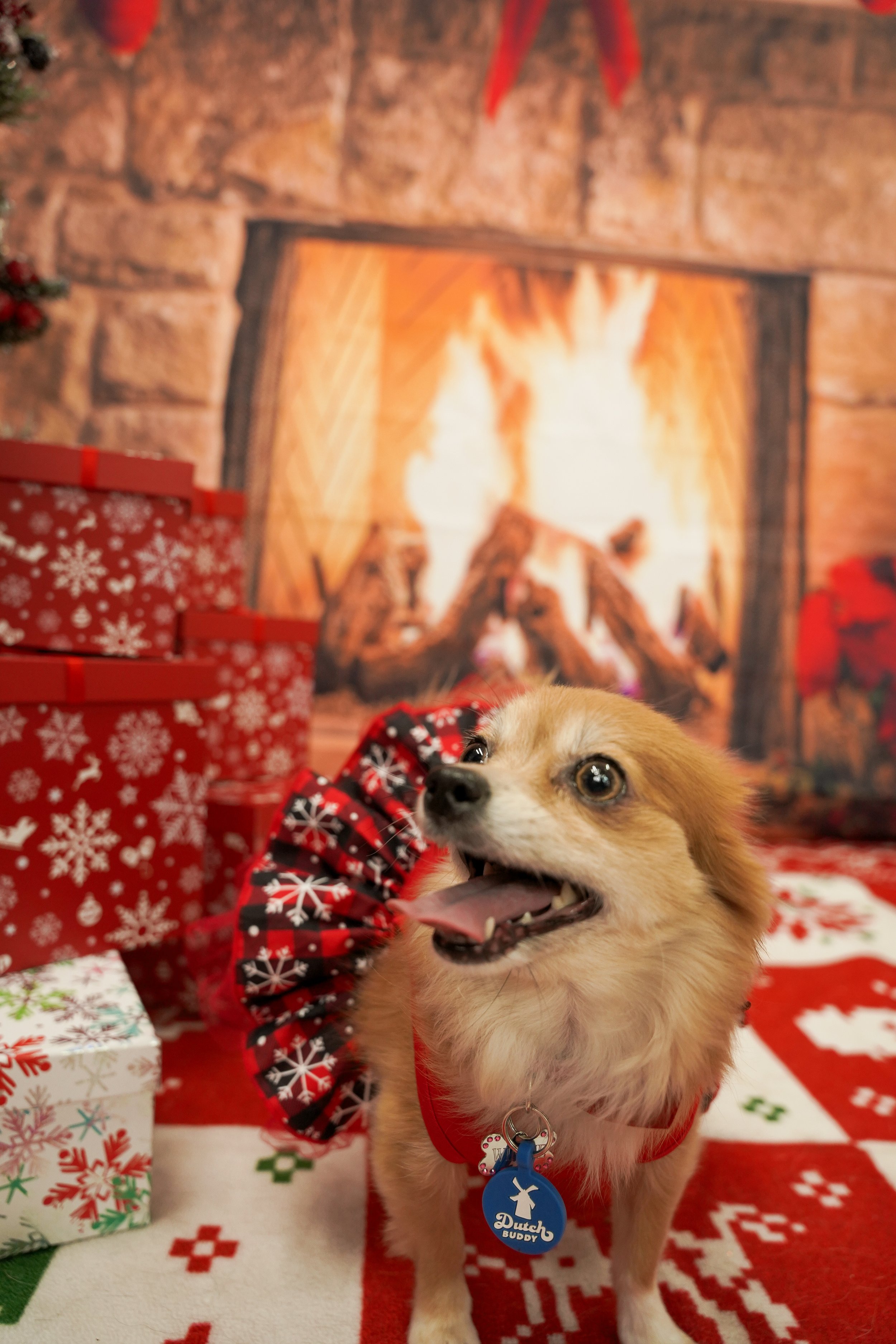 Yes, we offer pet photography in Riverside, CA—but we go further. This holiday setup included a Christmas tree, carpet, wrapped gifts, and a festive backdrop to set the mood. The dogs are real (and not included!) =) but the magic is all part of the e