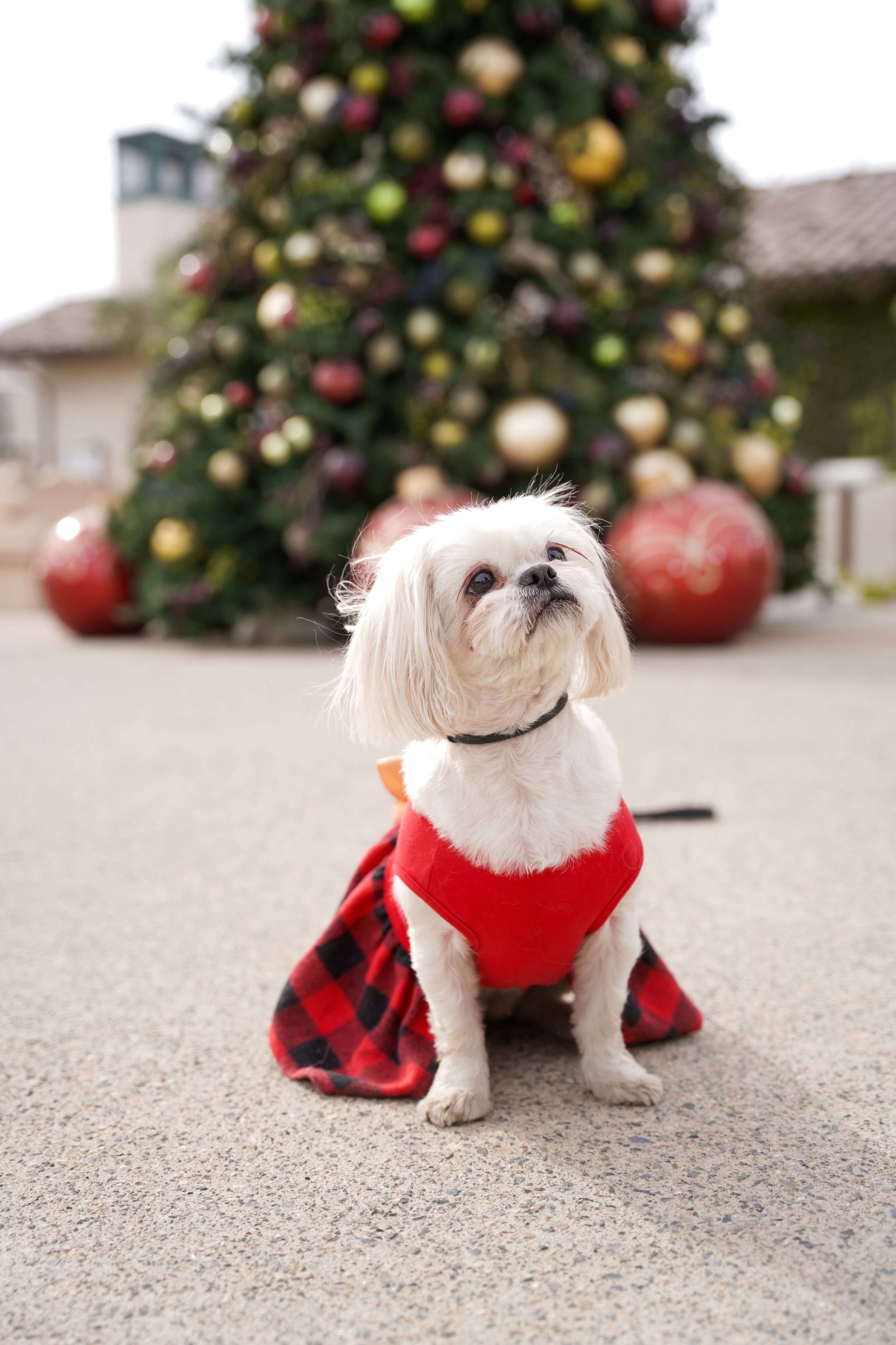Holiday photos in Temecula aren’t complete without your fur babies! This festive family session captured the love, laughter, and paw prints that make the season unforgettable—because pets are family too.