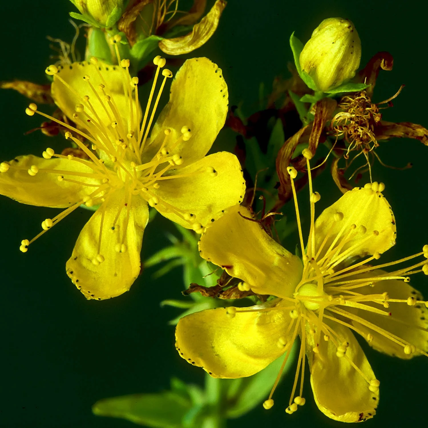 St. John's Wort: A Beacon of Hope for PMDD Relief