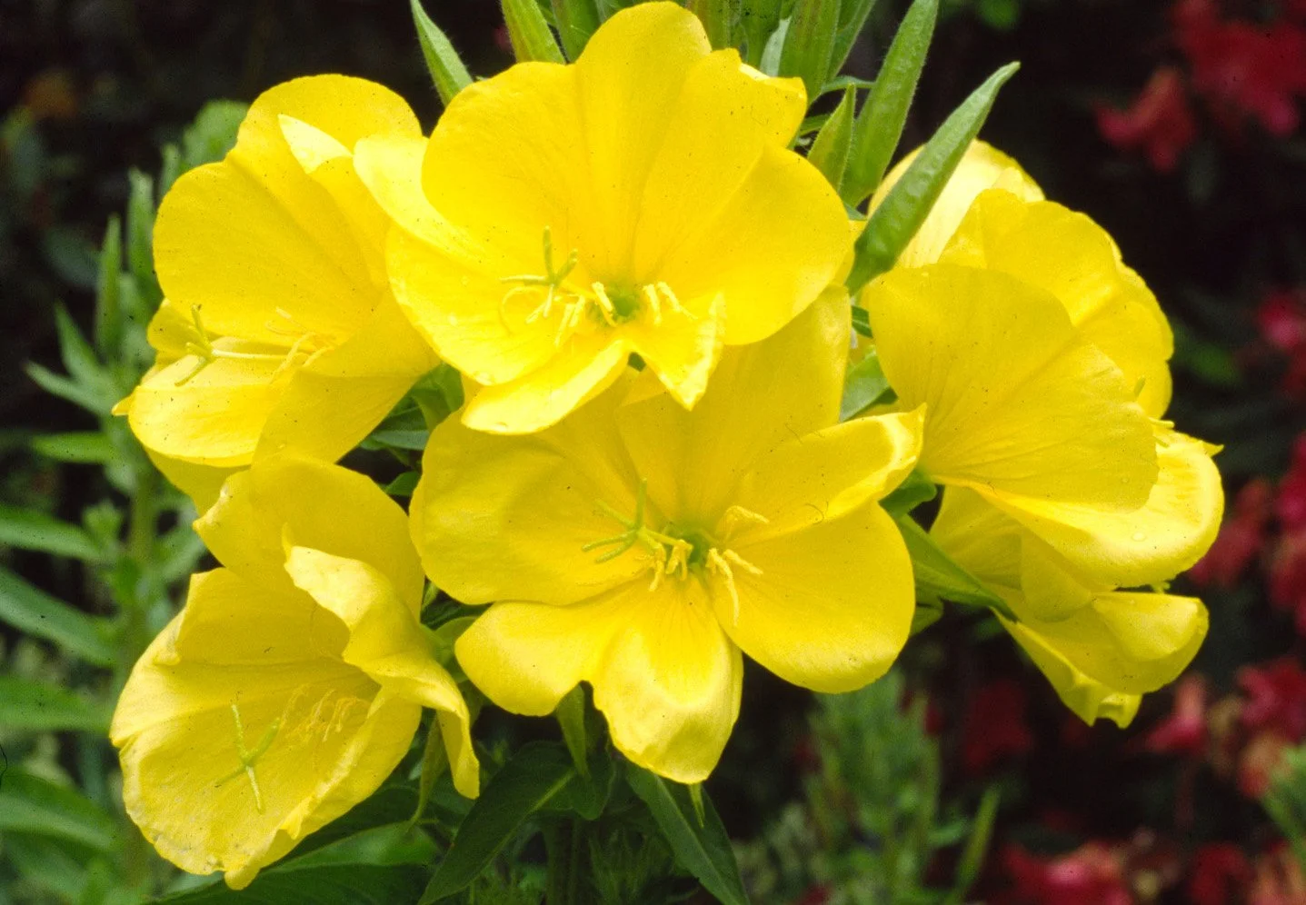 Evening Primrose Oil: Harmonizing the PMDD Experience