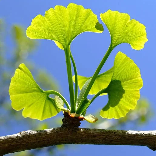 Ginkgo Biloba: Enhancing Cognitive Clarity and Emotional Balance in PMDD