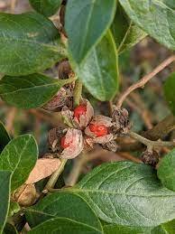 Ashwagandha: A Natural Respite from PMDD's Stress and Anxiety
