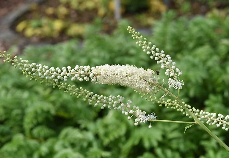 Black Cohosh: A Natural Approach to PMDD Symptom Relief