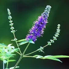 Chasteberry: Unveiling a Natural Pathway for PMDD Relief