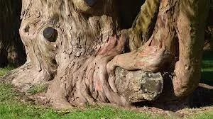 Magnolia Bark: A Natural Soothe for PMDD's Emotional Turmoil