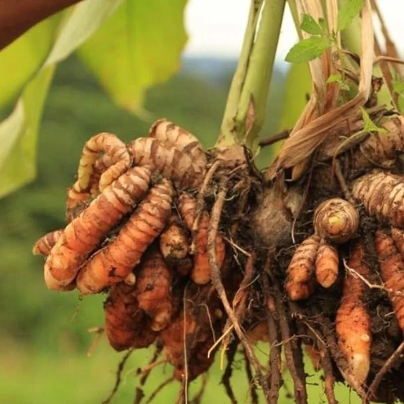 Turmeric (Curcuma longa): A Golden Ally Against PMDD